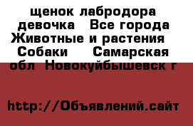 щенок лабродора девочка - Все города Животные и растения » Собаки   . Самарская обл.,Новокуйбышевск г.